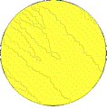 hal60
